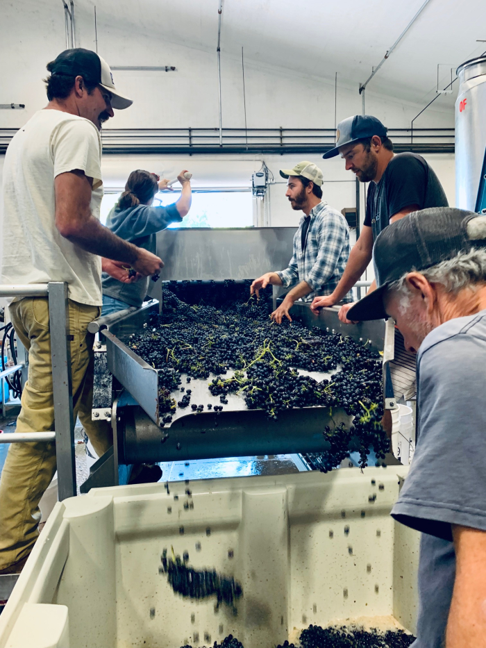 Mid-Sept Harvest - Last Bin of Busiest Ever Day Mid-Sept Harvest - Last Bin of Busiest Ever Day