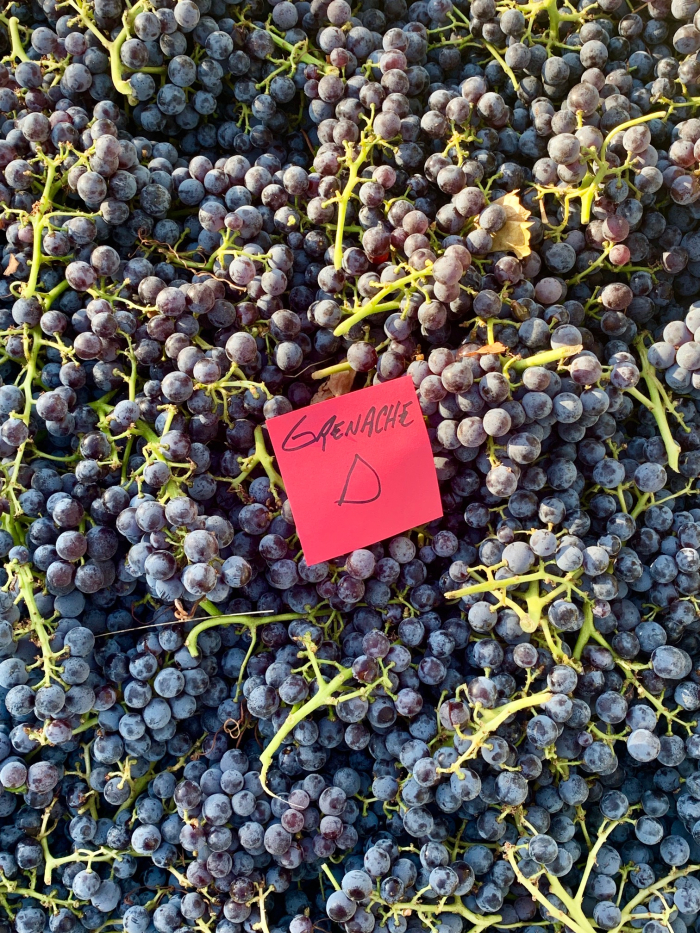 Mid-Sept Harvest - Grenache D Mid-Sept Harvest - Grenache D