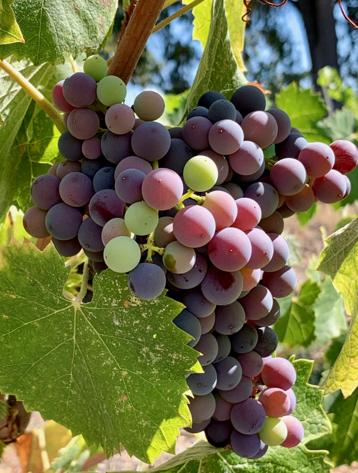 Mourvedre cluster mid-Sept Mourvedre cluster mid-Sept