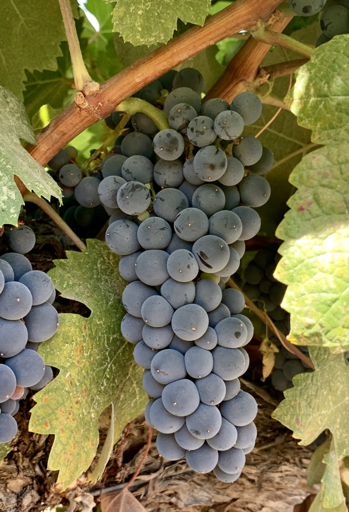 Tannat cluster mid-Sept Tannat cluster mid-Sept