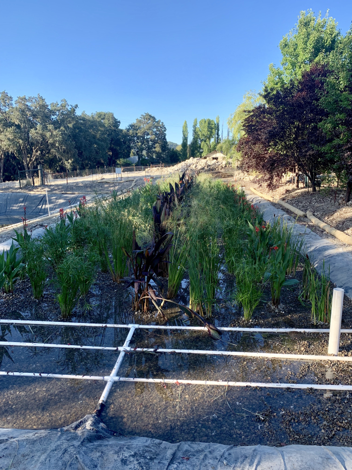 New wetlands with plants 2 New wetlands with plants 2
