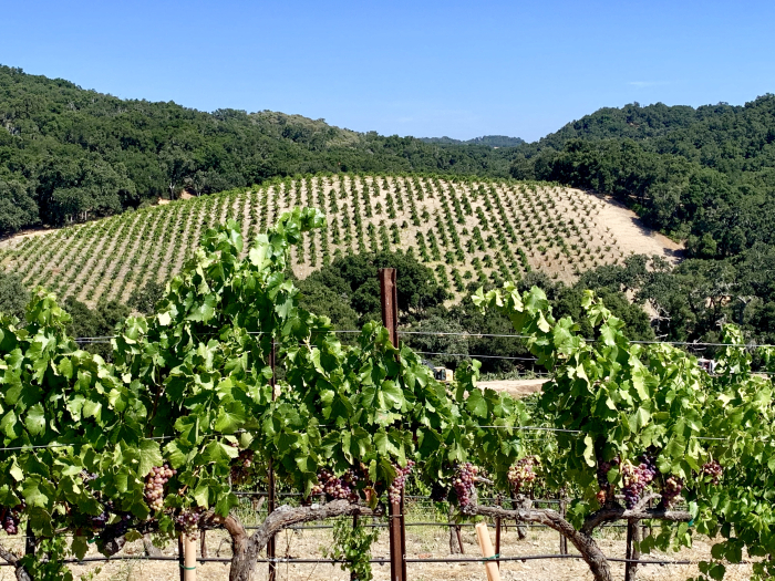 Looking over Grenache to Scruffy Hill Looking over Grenache to Scruffy Hill
