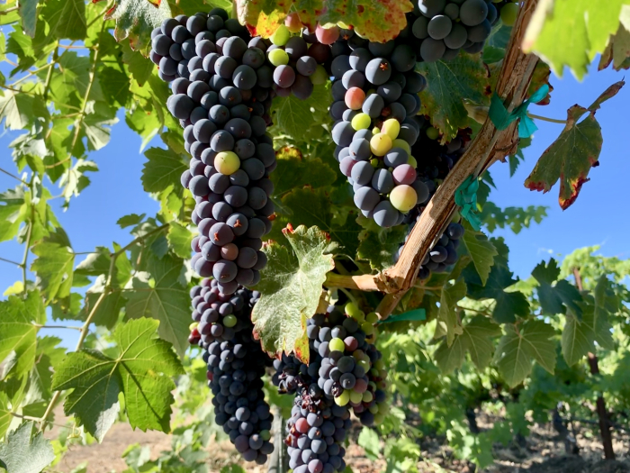 Syrah C Syrah C