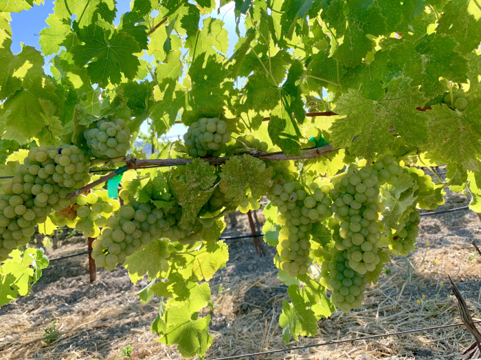 Viognier at Tablas Creek August 2019 Viognier at Tablas Creek August 2019