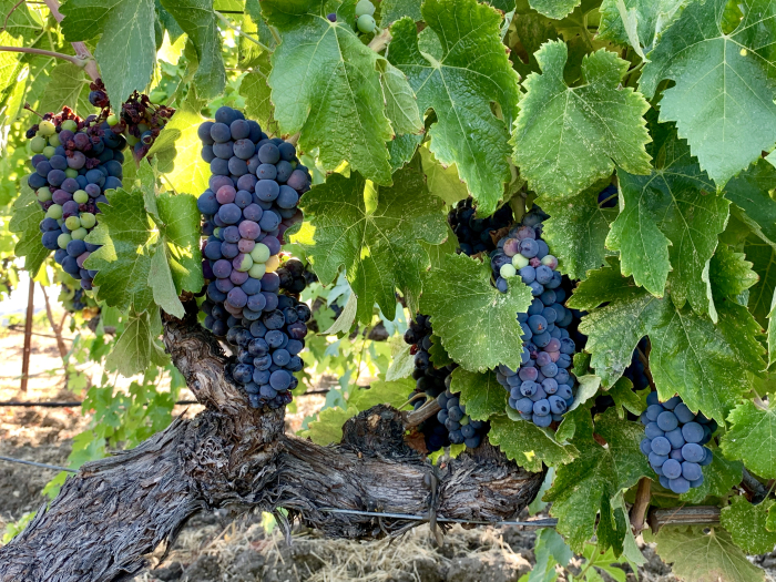 Syrah C cordon Syrah C cordon