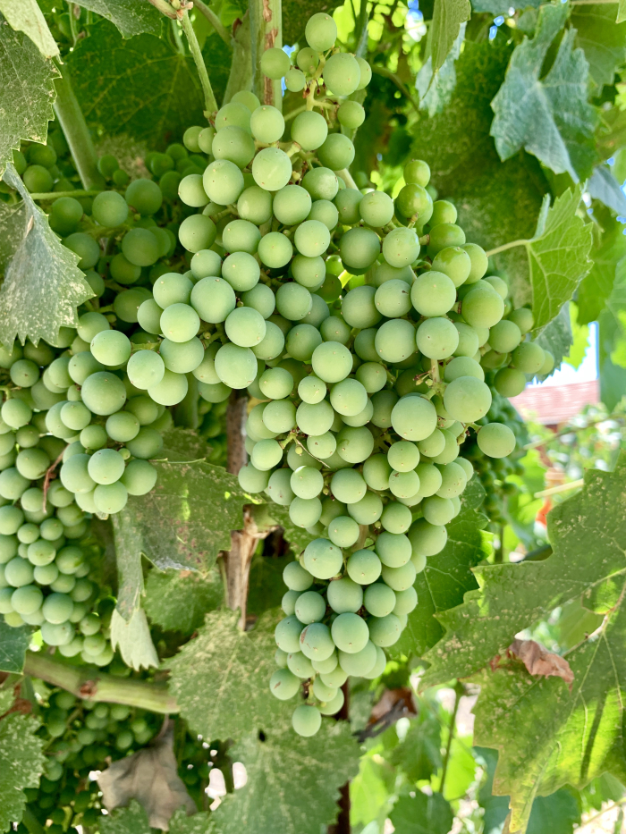 Veraison 2019 Mourvedre