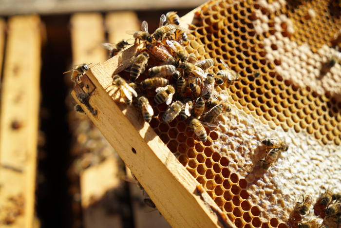 Queen Bee Queen Bee
