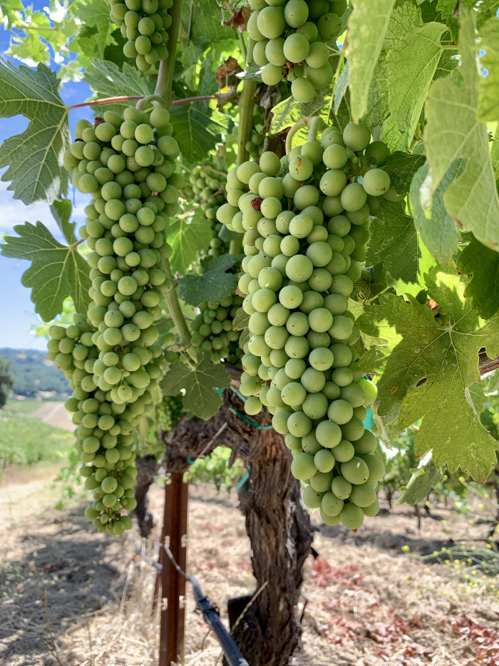 Syrah mid-July Syrah mid-July