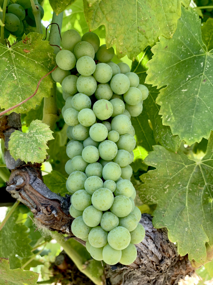 Viognier mid-July Viognier mid-July