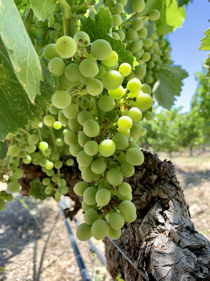 Grenache mid-July Grenache mid-July