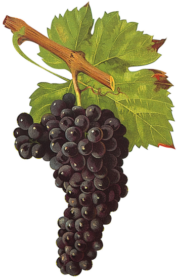 Muscardin Muscardin