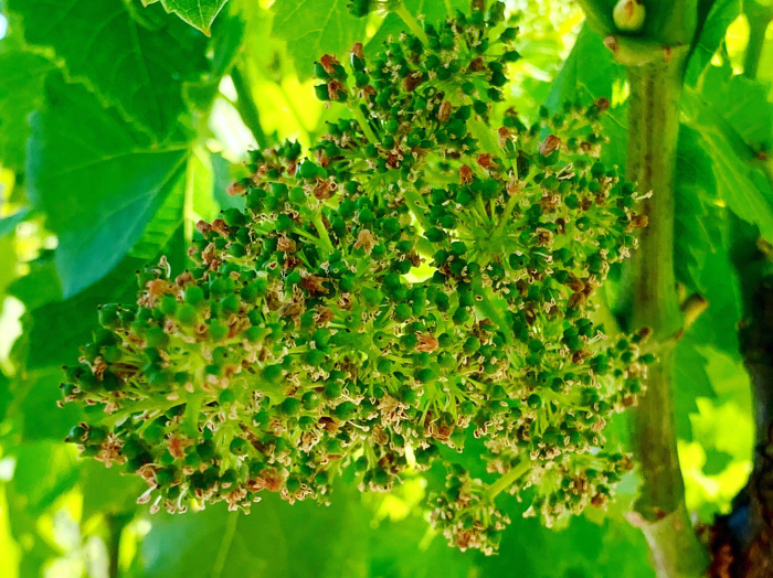 Flowering 2019 grenache Flowering 2019 grenache