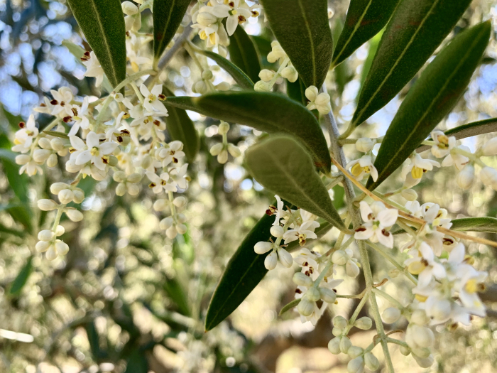Olive flowering 2019 Olive flowering 2019