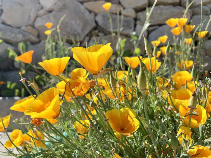 CA poppies June 2019 CA poppies June 2019