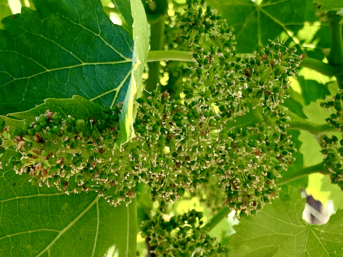 Flowering Grenache 2019 Flowering Grenache 2019