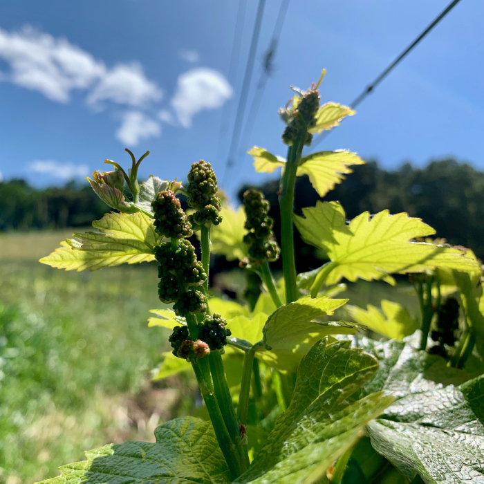 Spring 2019 Flower Clusters 2 Spring 2019 Flower Clusters 2