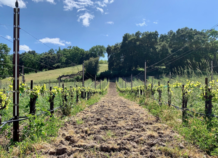 Spring 2019 Spaded Vineyard Spring 2019 Spaded Vineyard