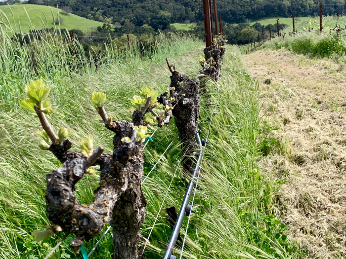 New Growth April 2019 New Growth April 2019
