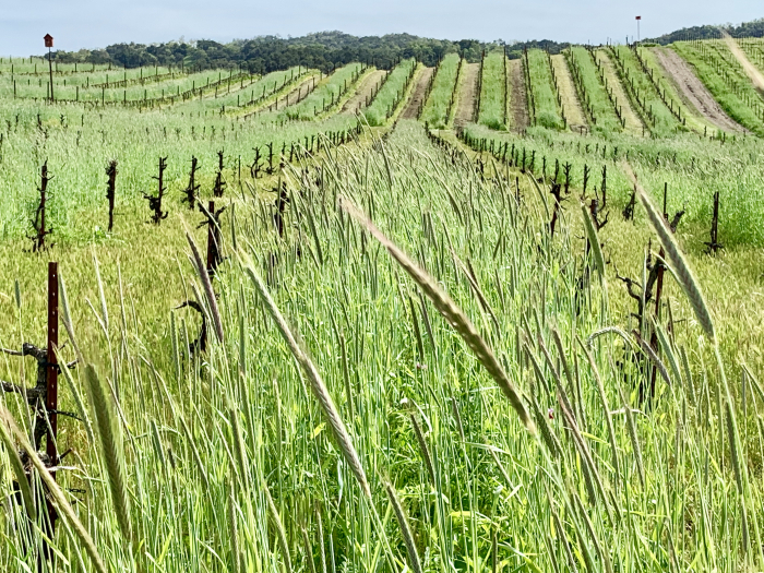 Striated Vineyard April 2019 Striated Vineyard April 2019