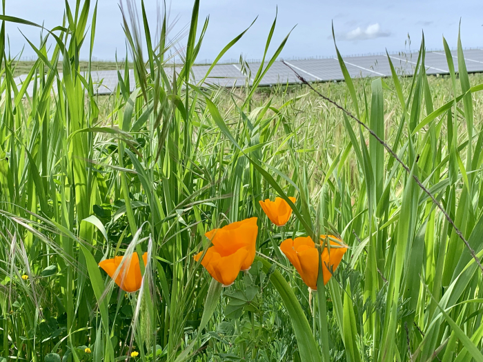 CA Poppies April 2019 CA Poppies April 2019