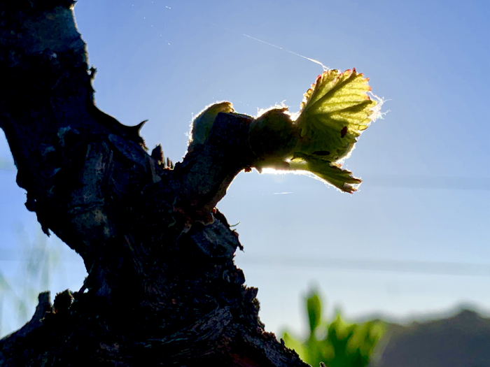 Grenache Budbreak Silhouette Grenache Budbreak Silhouette