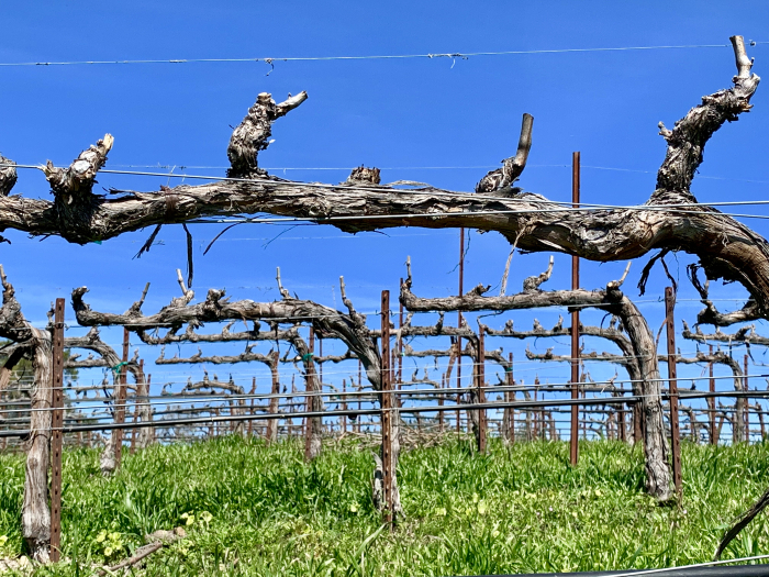 No budbreak in Mourvedre No budbreak in Mourvedre
