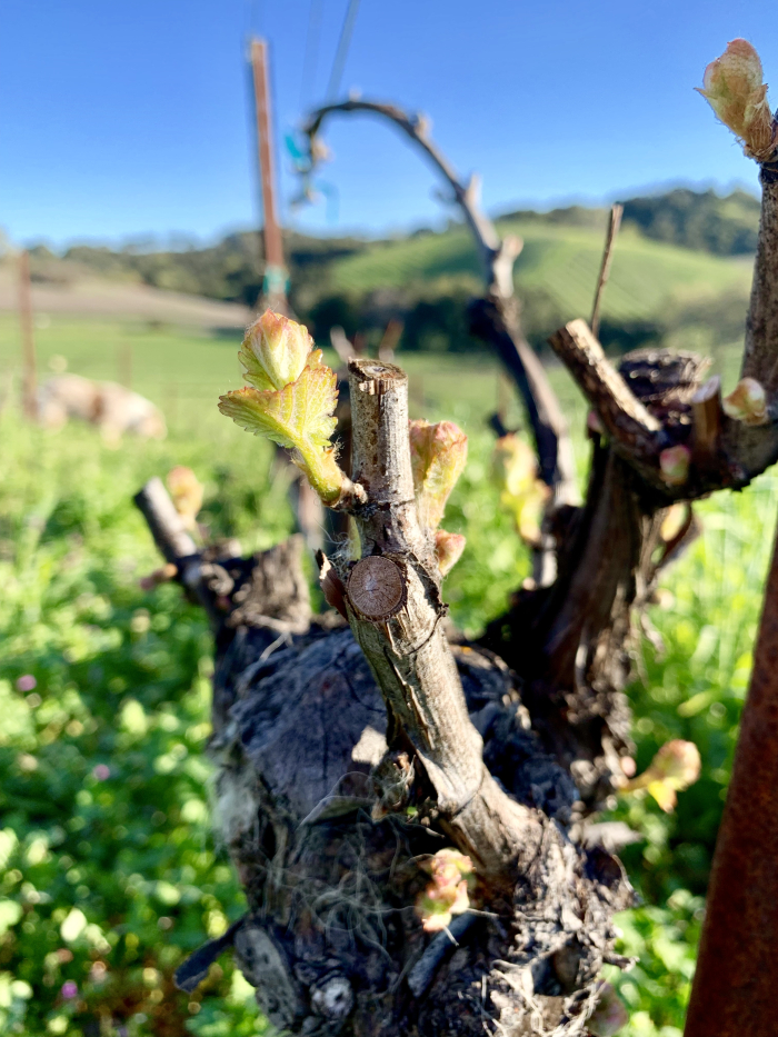Budreak in Viognier Budreak in Viognier