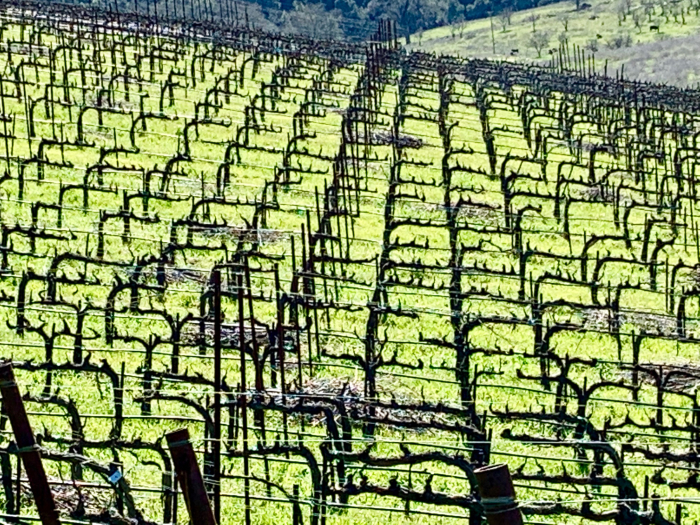 Tablas Creek Mourvedre Cordons Tablas Creek Mourvedre Cordons