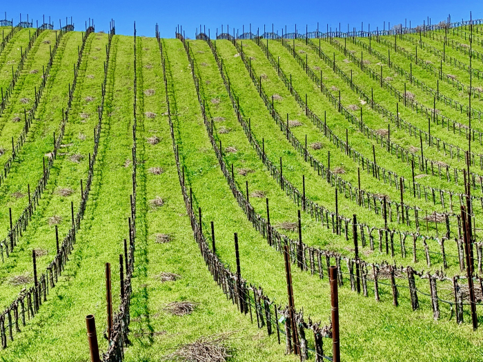 Tablas Creek Newly Pruned Vineyard Horizontal Tablas Creek Newly Pruned Vineyard Horizontal