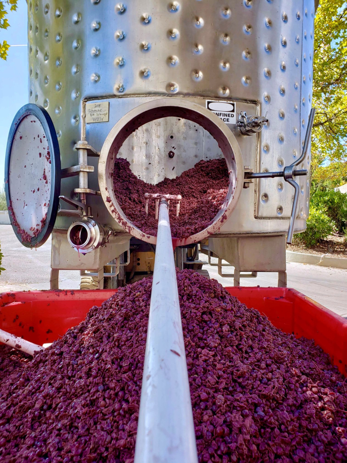 Amanda digging out Grenache Amanda digging out Grenache