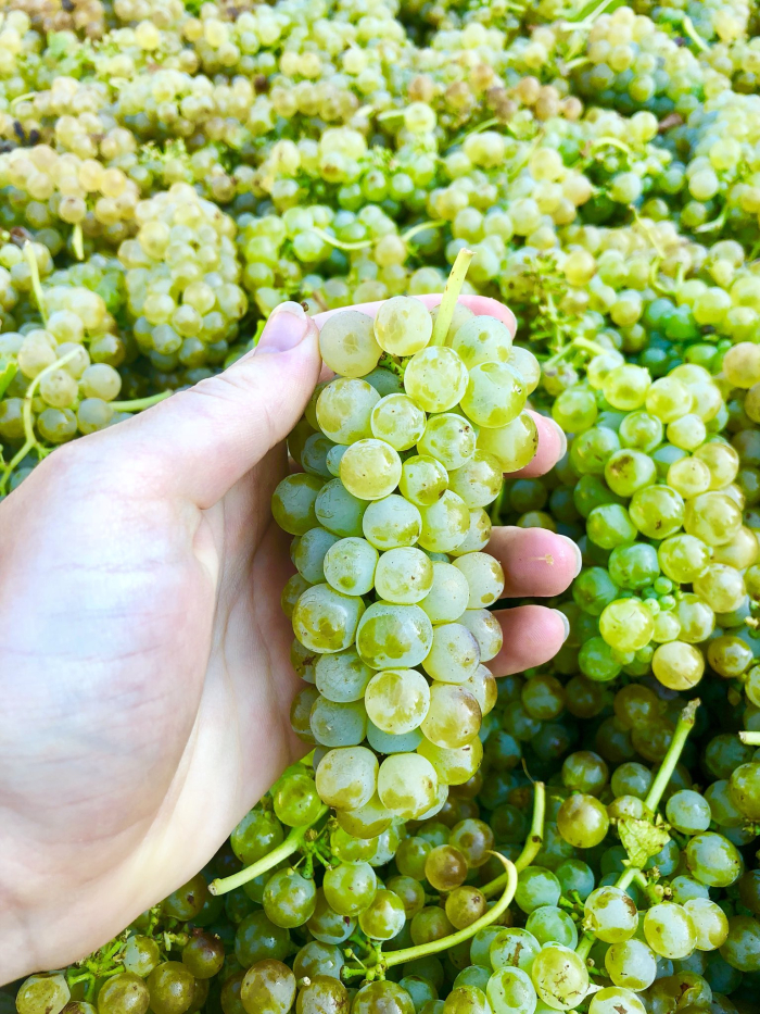 Viognier cluster with Linneas hand Viognier cluster with Linneas hand