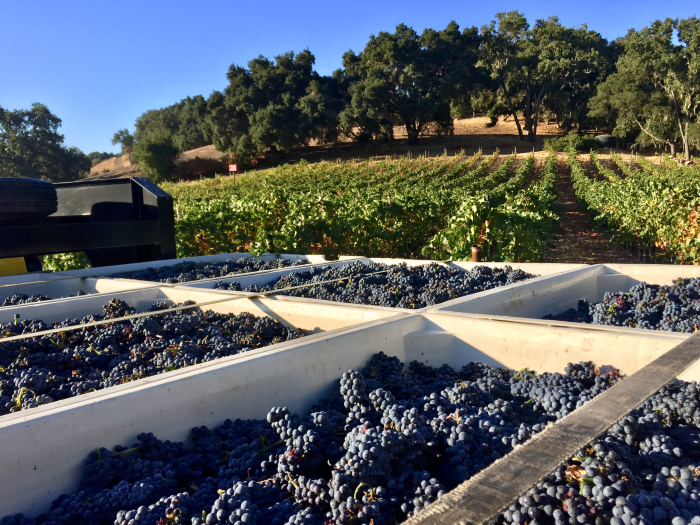 Full Circle Pinot harvest - bins and vines Full Circle Pinot harvest - bins and vines