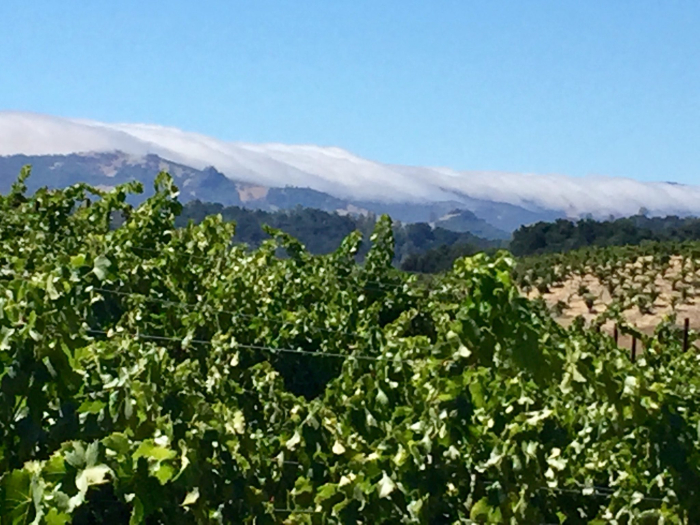 Fog bank August 2018 Fog bank August 2018