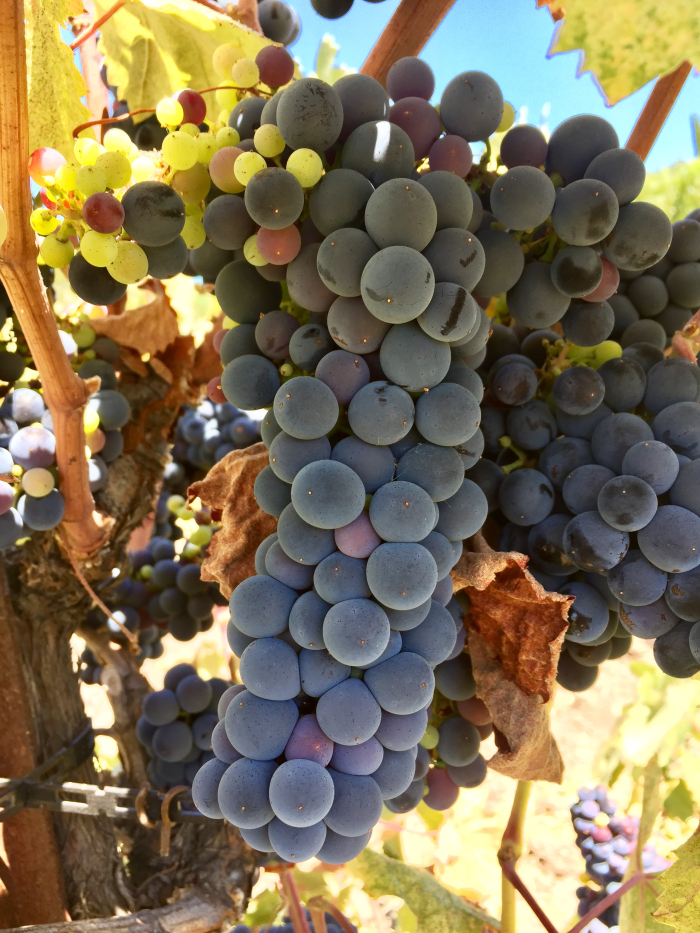 Tannat cluster August 2018 Tannat cluster August 2018