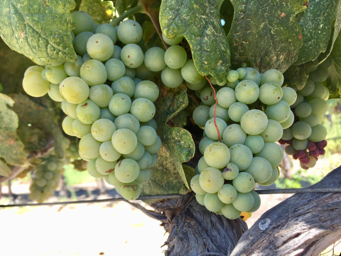 Roussanne cluster August 2018 Roussanne cluster August 2018