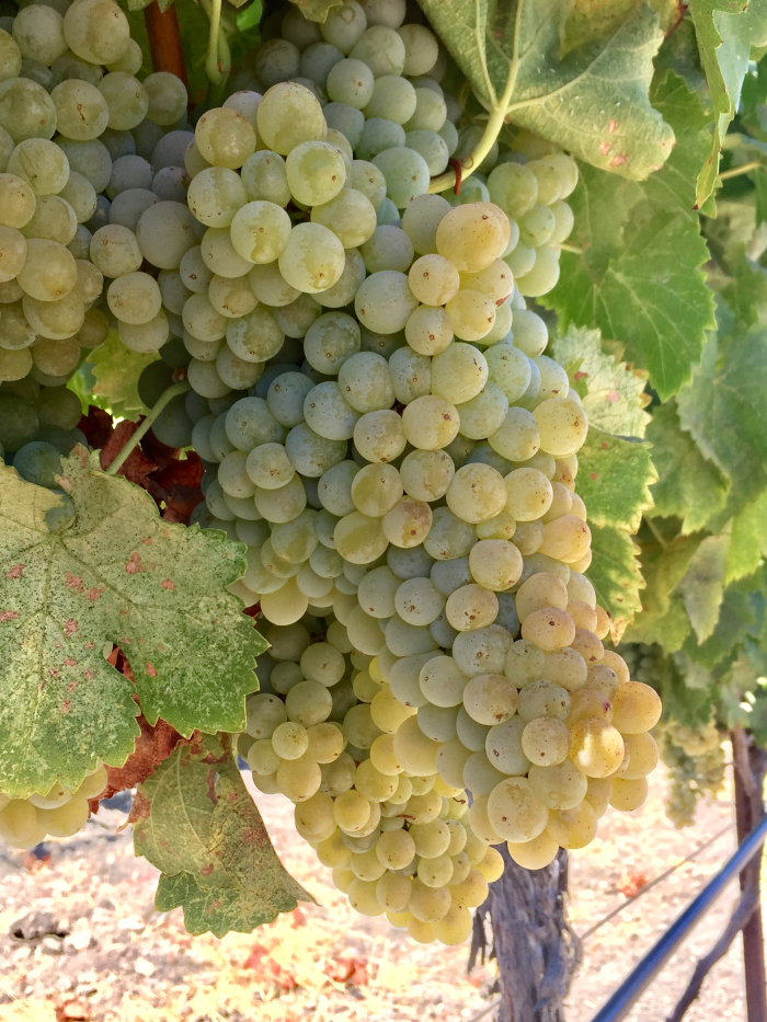 Grenache Blanc cluster August 2018 Grenache Blanc cluster August 2018