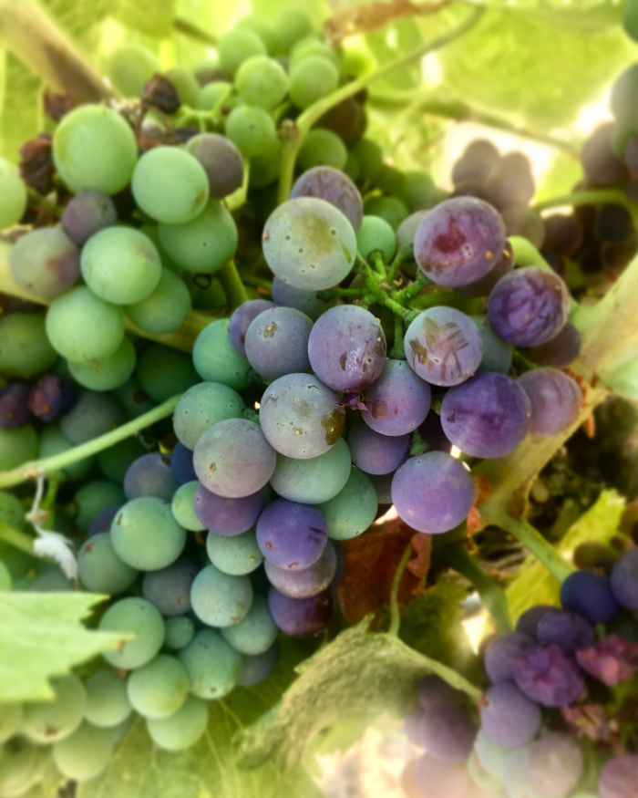 Veraison 2018 syrah 2 Veraison 2018 syrah 2