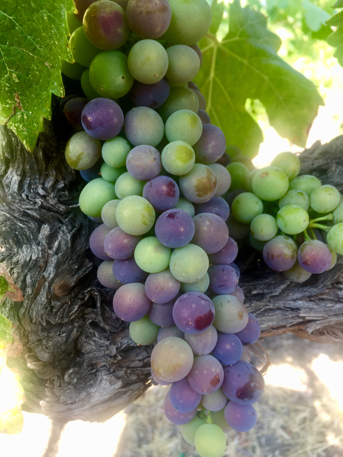 Veraison 2018 syrah 3 Veraison 2018 syrah 3