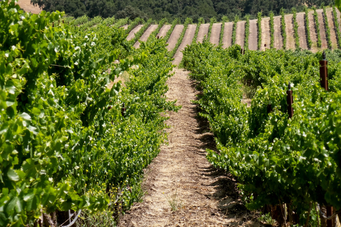 Vineyard Summer 2018 Vineyard Summer 2018