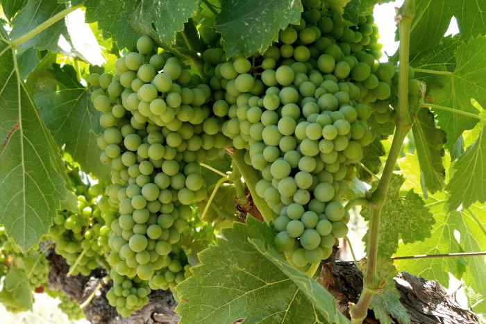 Vineyard Summer 2018 Grenache Vineyard Summer 2018 Grenache