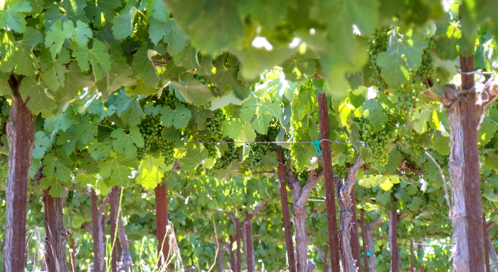Vineyard Summer 2018 Under Counoise Vineyard Summer 2018 Under Counoise
