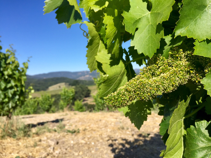 Flowering grenache on Scruffy Hill May 2018 Flowering grenache on Scruffy Hill May 2018