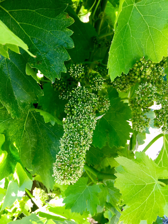 Flowering grenache on Scruffy Hill May 2018 2 Flowering grenache on Scruffy Hill May 2018 2