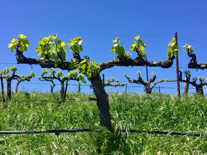 New Growth in Grenache New Growth in Grenache