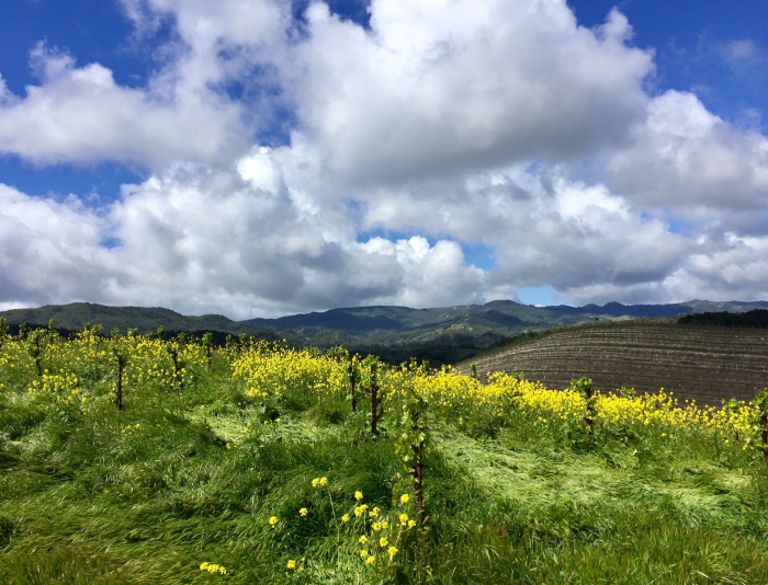 Mustard and Head trained Grenache Mustard and Head trained Grenache