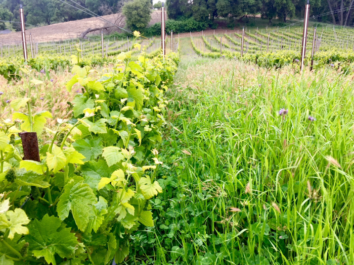 Haas Vineyard Cover Crop Haas Vineyard Cover Crop