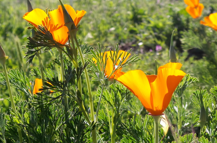 California Poppies California Poppies