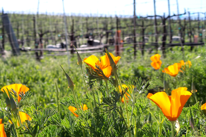 Poppies and animals Poppies and animals