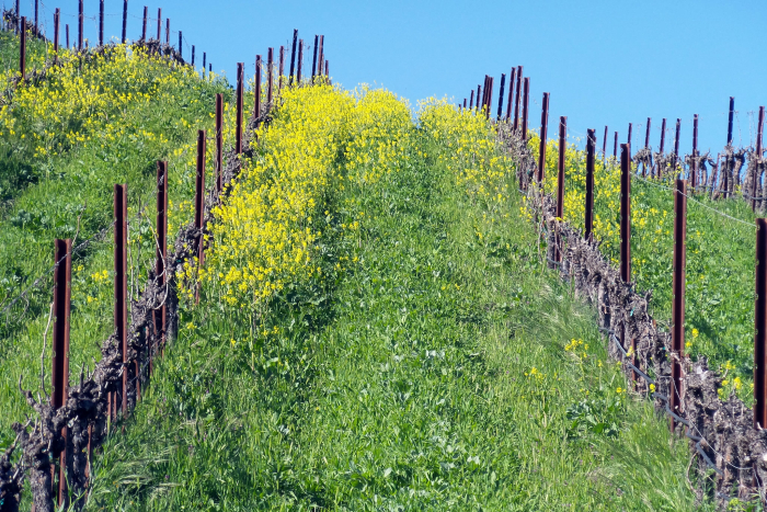 Mustard in the vine rows Mustard in the vine rows