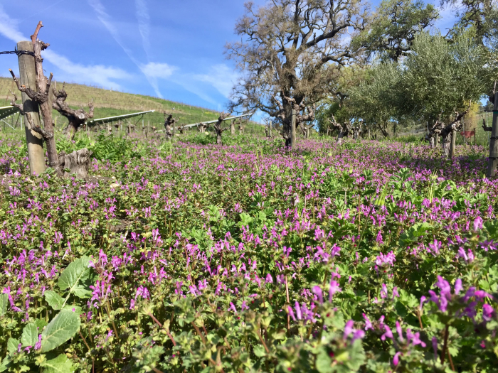 Purple wildflowers Purple wildflowers